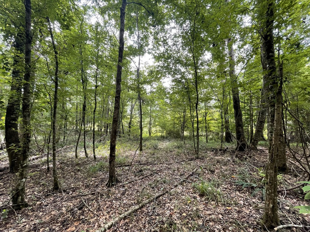 0 Antioch Road Hazlehurst, MS 39083 - Photo 14 of 20 Photo 14