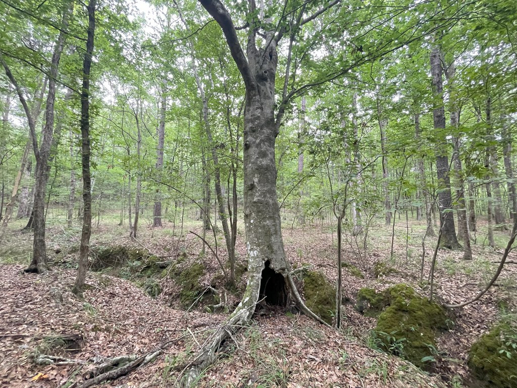 0 Antioch Road Hazlehurst, MS 39083 - Photo 16 of 20 Photo 16