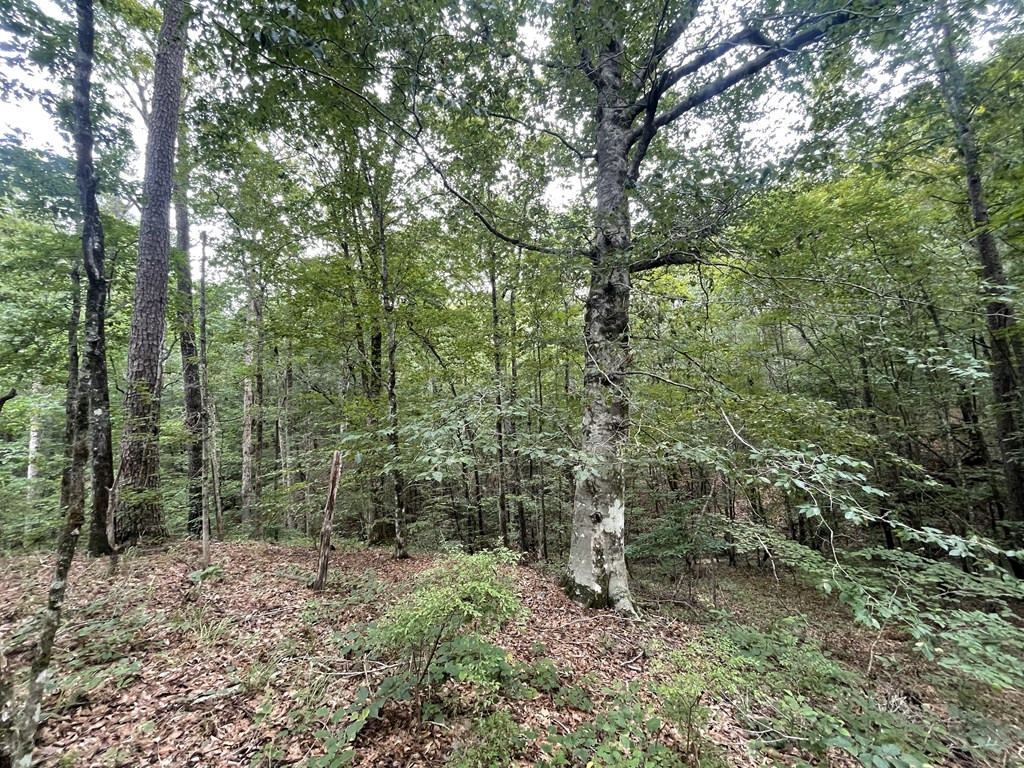 0 Antioch Road Hazlehurst, MS 39083 - Photo 2 of 20 Photo 2