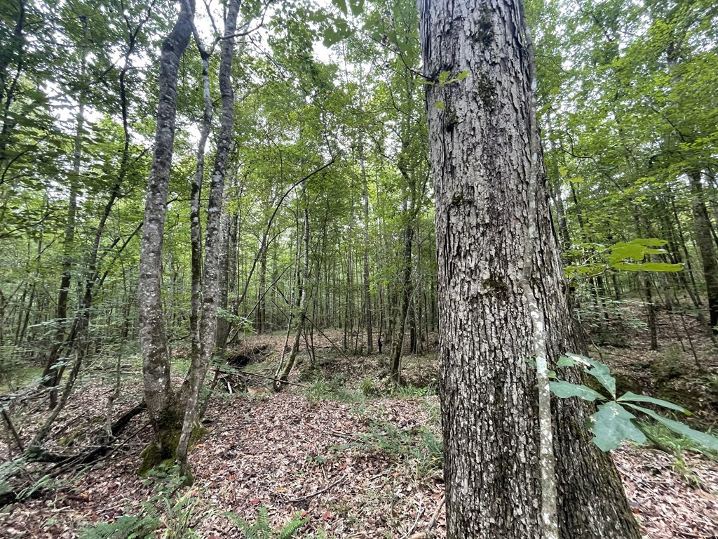 0 Antioch Road Hazlehurst, MS 39083 - Photo 8 of 20 Photo 8