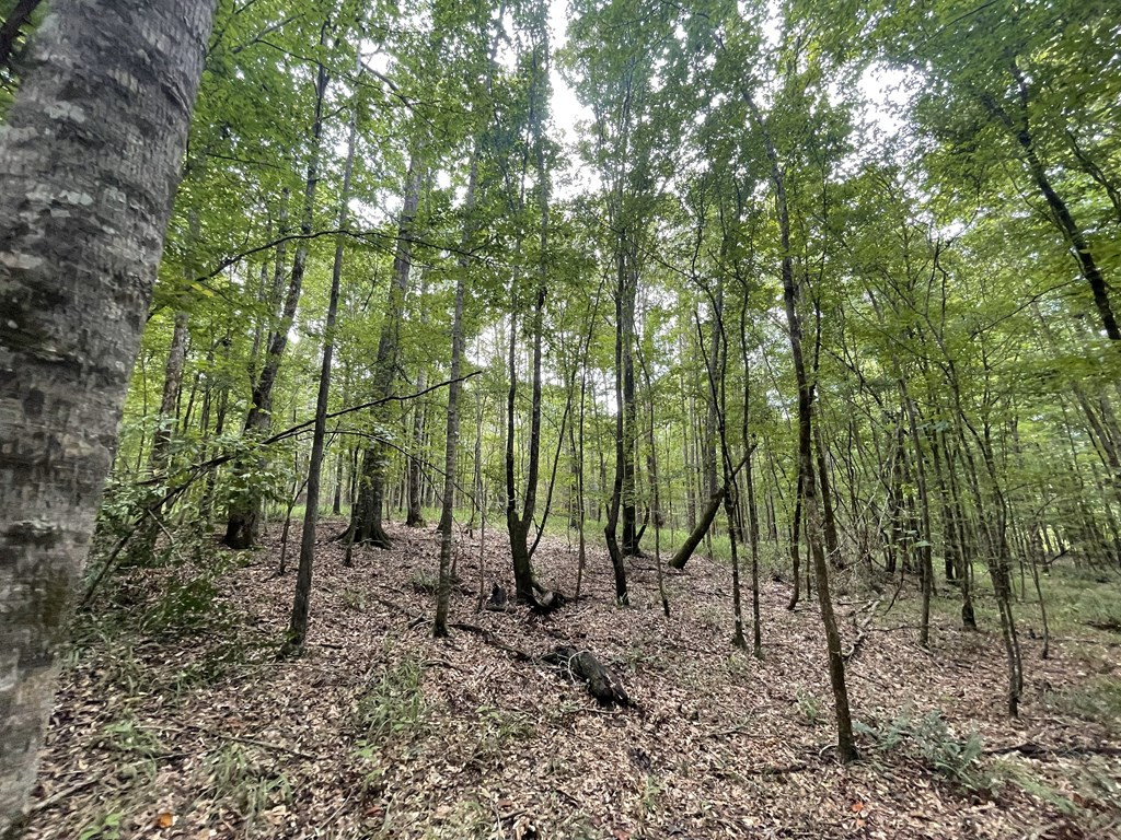 0 Antioch Road Hazlehurst, MS 39083 - Photo 10 of 20 Photo 10