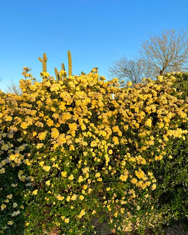 $5,750 | 6894 East Thirsty Cactus Lane, Scottsdale, AZ 85266