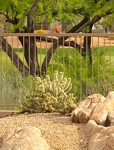 $5,750 | 6894 East Thirsty Cactus Lane, Scottsdale, AZ 85266