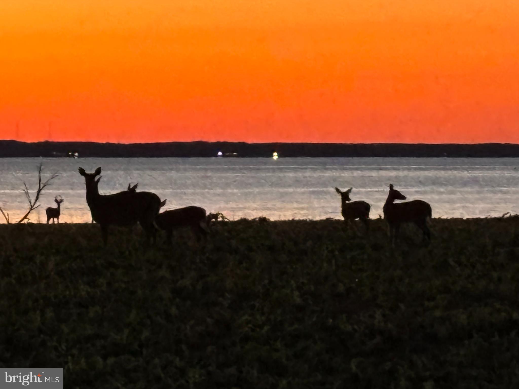 10770 Rich Neck Road Claiborne, MD 21624 - Photo 105 of 107 deer in sunset
