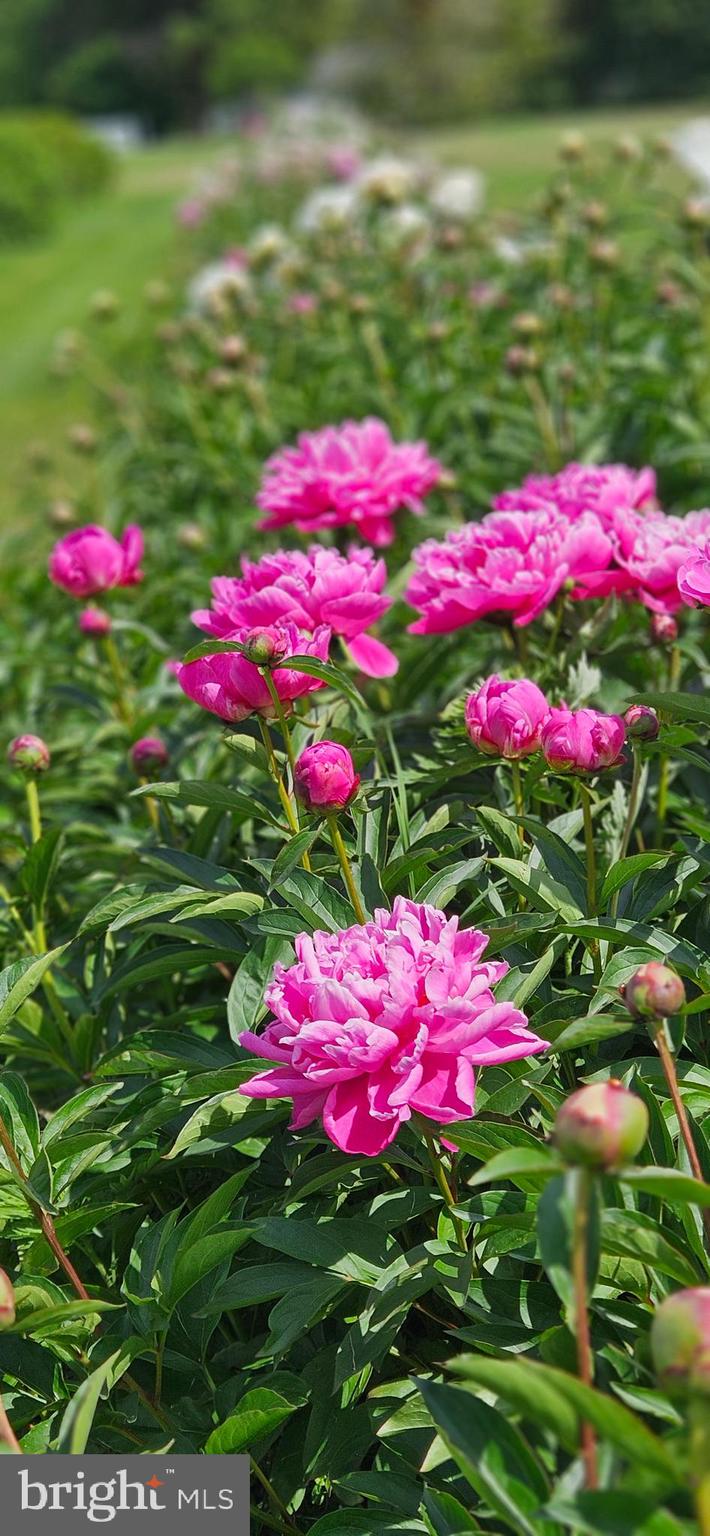 10770 Rich Neck Road Claiborne, MD 21624 - Photo 75 of 107 Peoniy bed