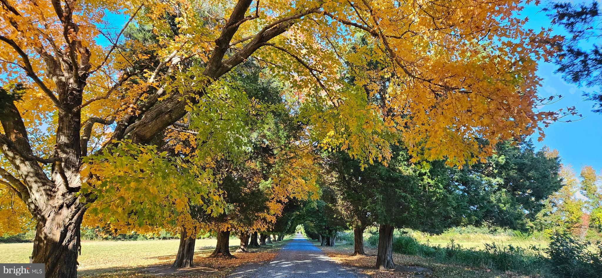 10770 Rich Neck Road Claiborne, MD 21624 - Photo 79 of 107 a view of outdoor space with trees