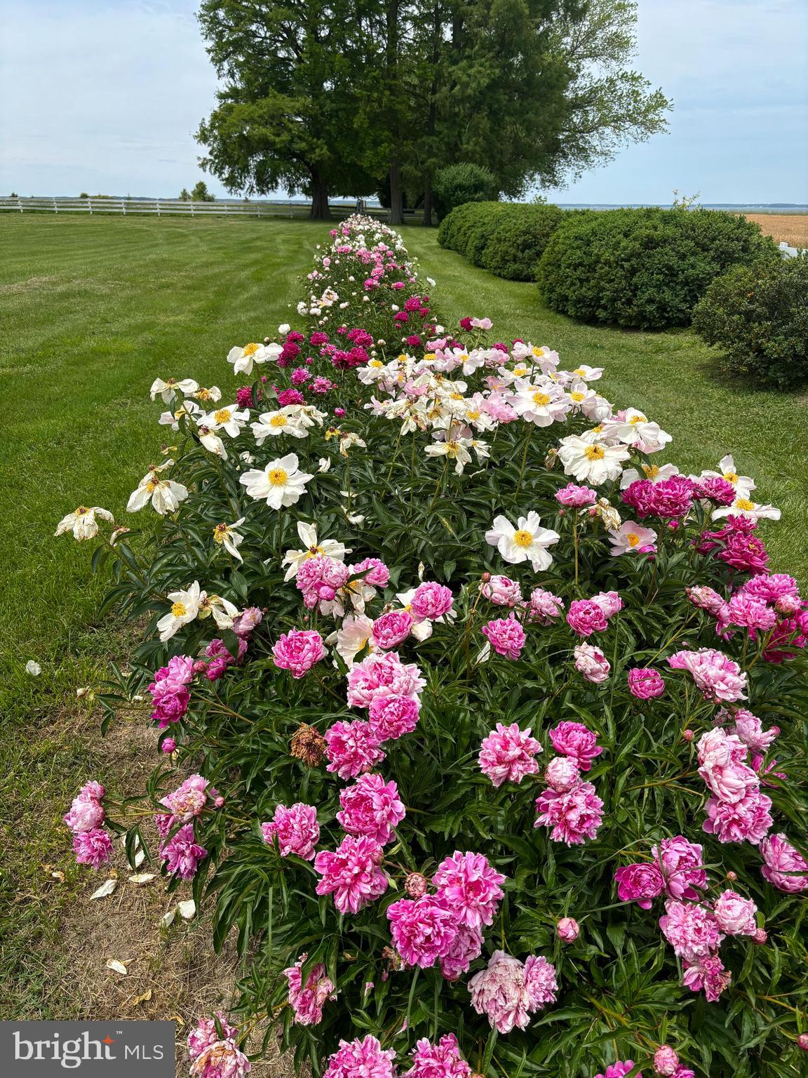 10770 Rich Neck Road Claiborne, MD 21624 - Photo 100 of 107 peonies photo taken May 12, 2025