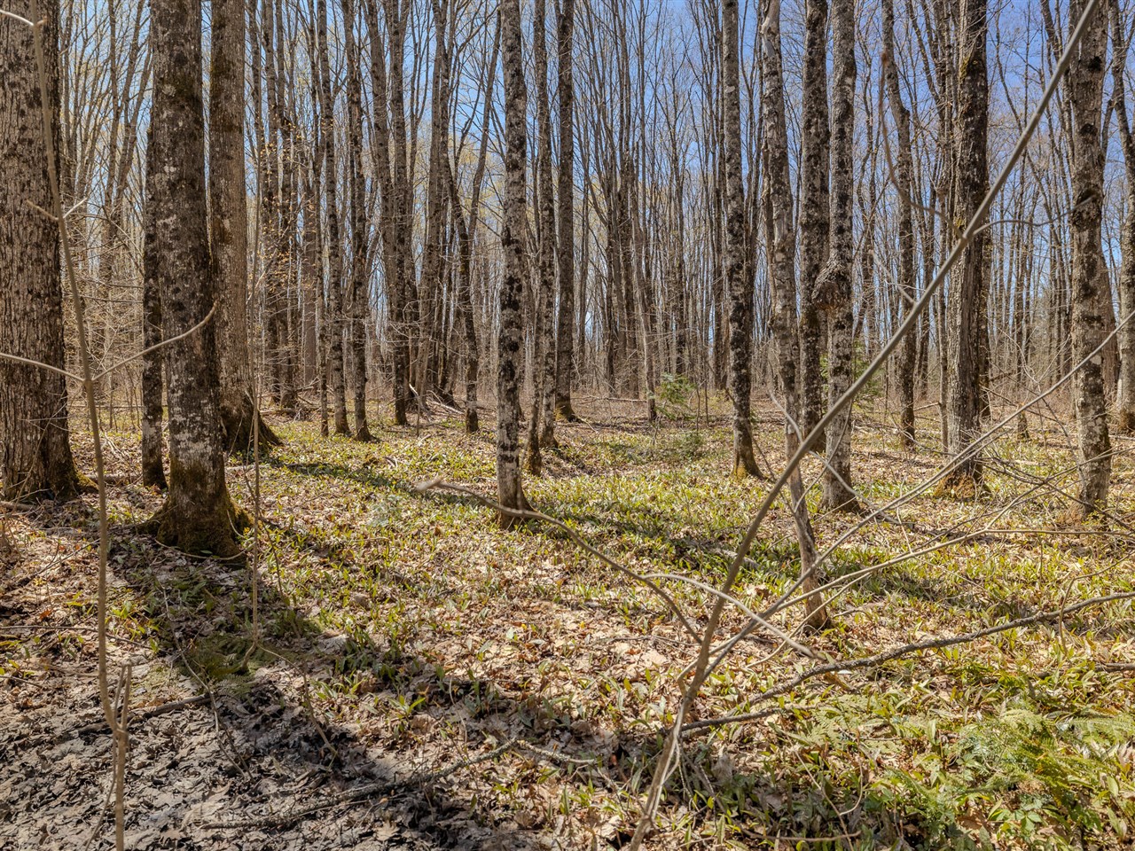 Lot 2 East Shore Road Bergland, MI 49910 - Photo 15 of 25