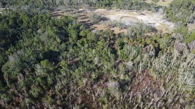 a view of a forest with a tree