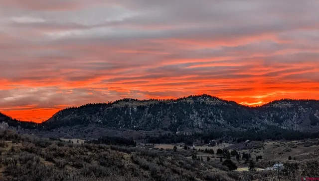 a close up of a tree