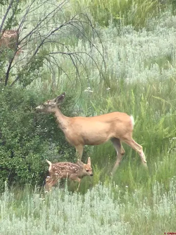 $1,140,000 | 767 Henry's Lake Drive, Chromo, CO 81128