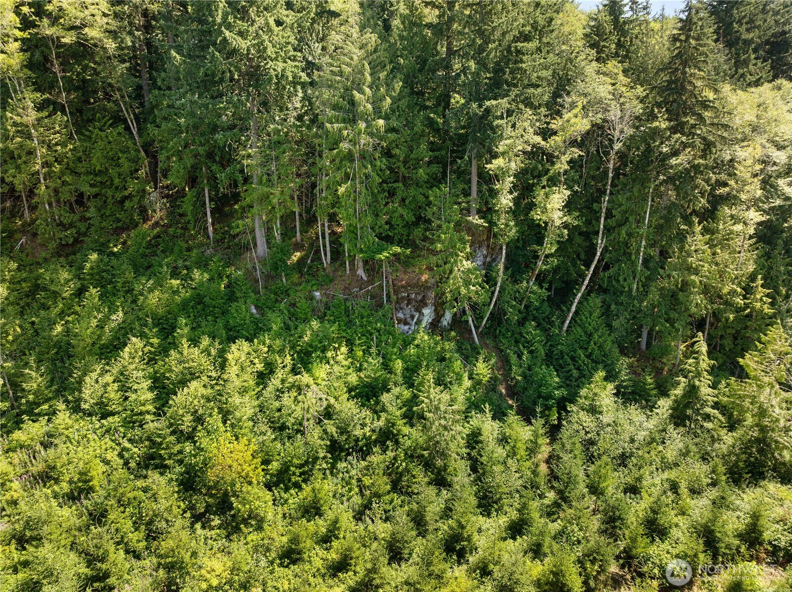 4 Skinner Road Randle, WA 98377 - Photo 11 of 36 a view of a lush green forest with lawn chairs and plants