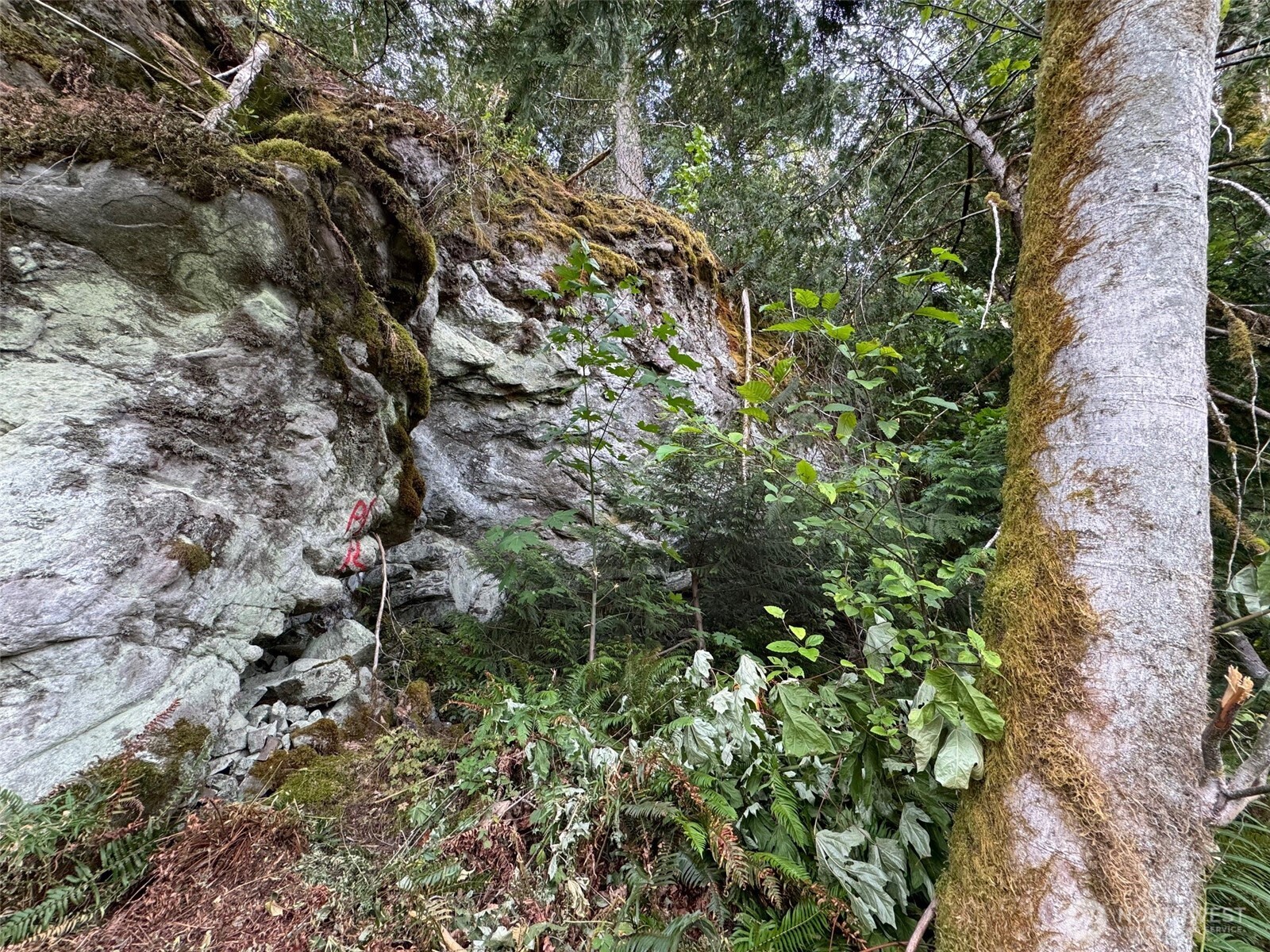 4 Skinner Road Randle, WA 98377 - Photo 13 of 36 a view of a tree