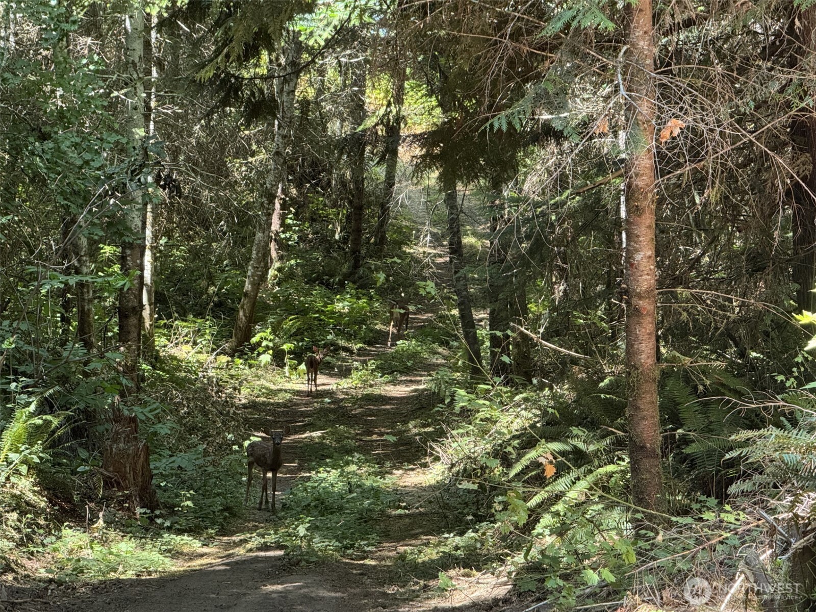 4 Skinner Road Randle, WA 98377 - Photo 18 of 36