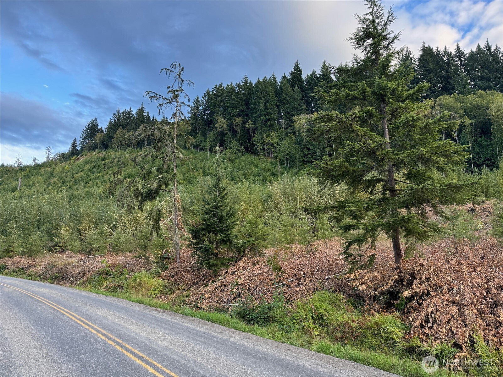 4 Skinner Road Randle, WA 98377 - Photo 2 of 36 a view of a yard with a tree