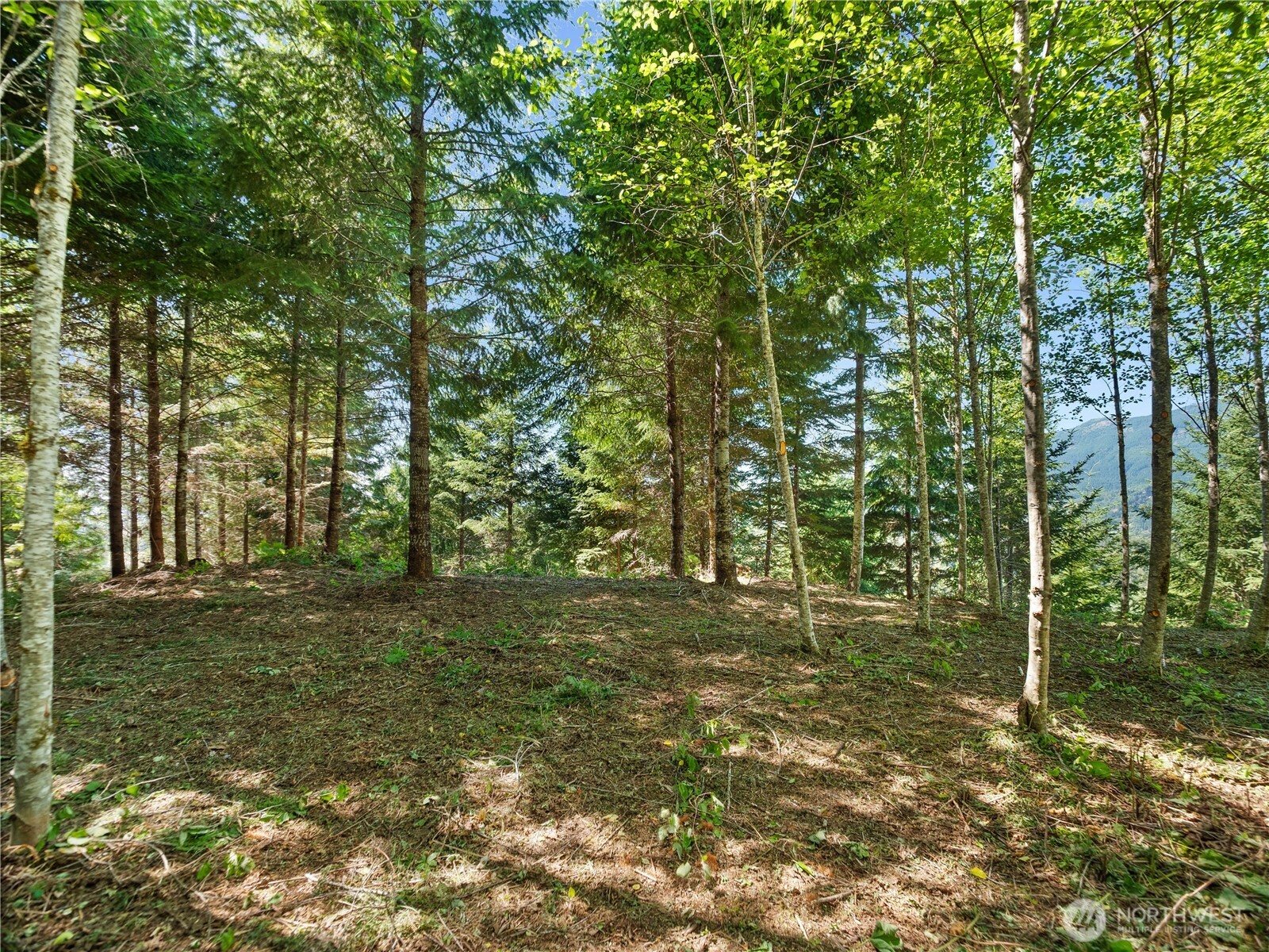 4 Skinner Road Randle, WA 98377 - Photo 28 of 36 a big yard with lots of green space and trees