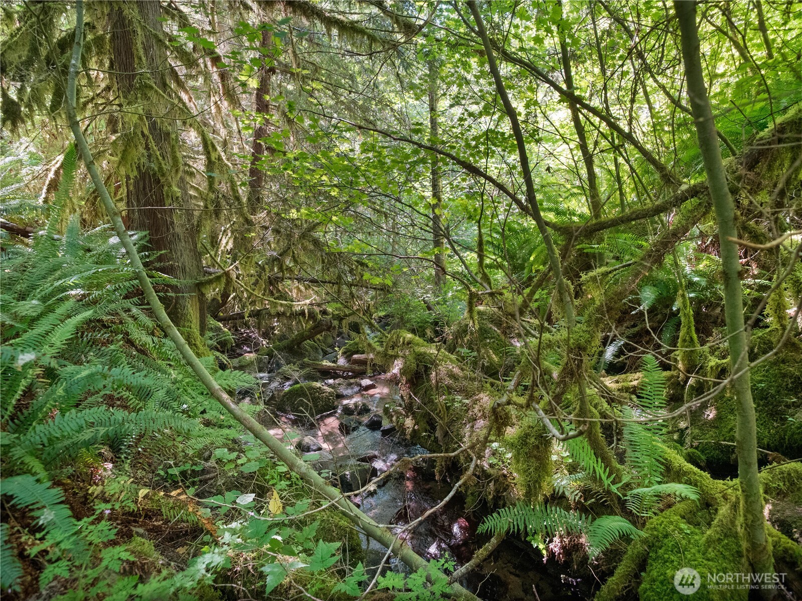 4 Skinner Road Randle, WA 98377 - Photo 32 of 36 a view of a lush green forest with large trees