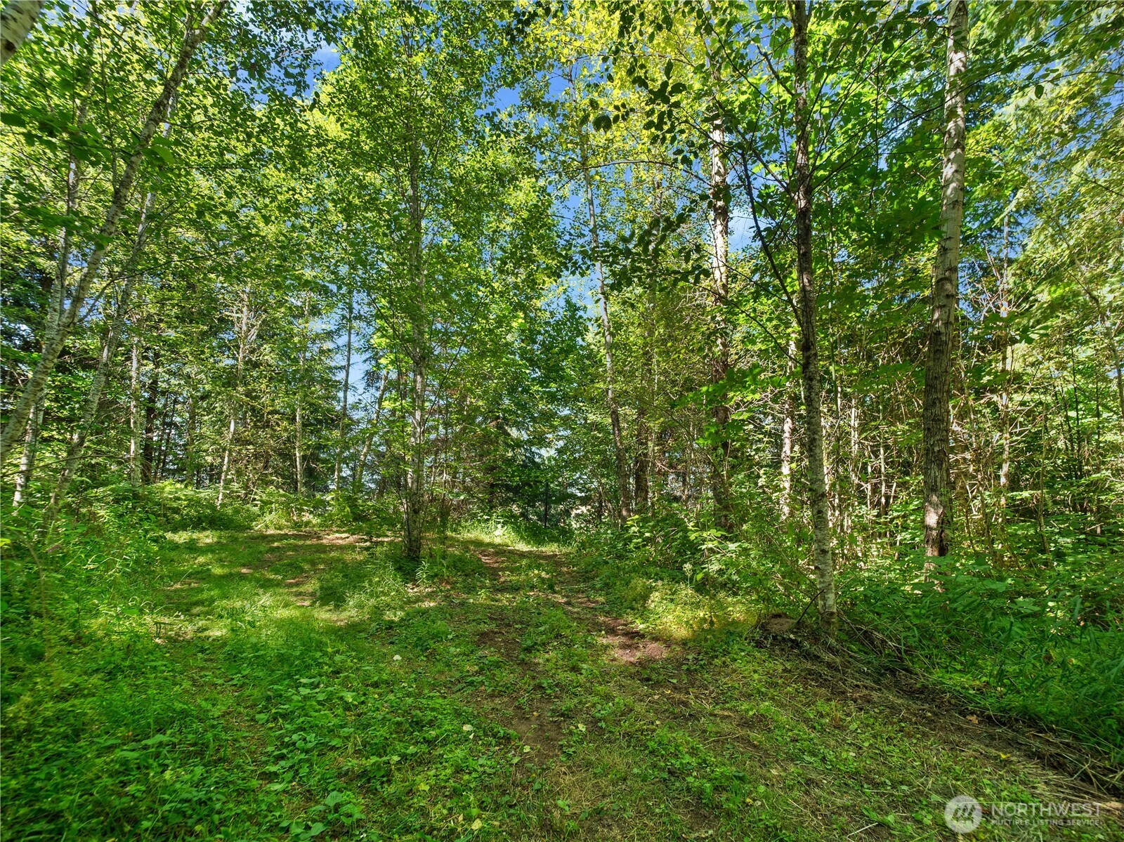 4 Skinner Road Randle, WA 98377 - Photo 35 of 36 a view of a lush green forest