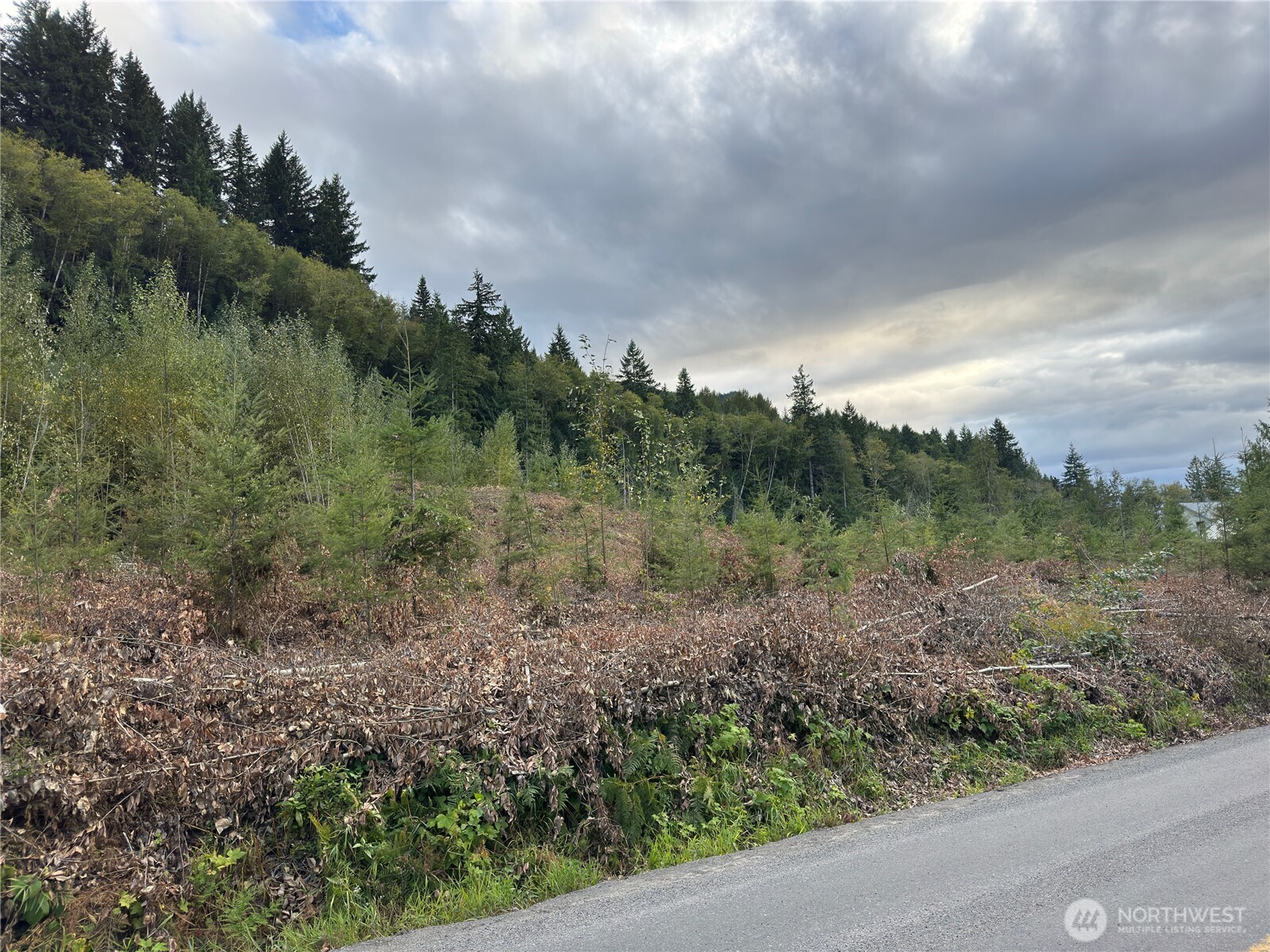 4 Skinner Road Randle, WA 98377 - Photo 4 of 36 a view of a forest with trees in the background