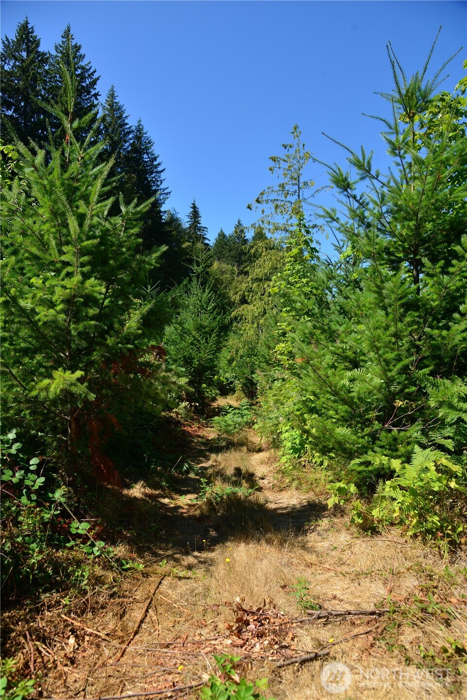 4 Skinner Road Randle, WA 98377 - Photo 10 of 36 a view of a yard
