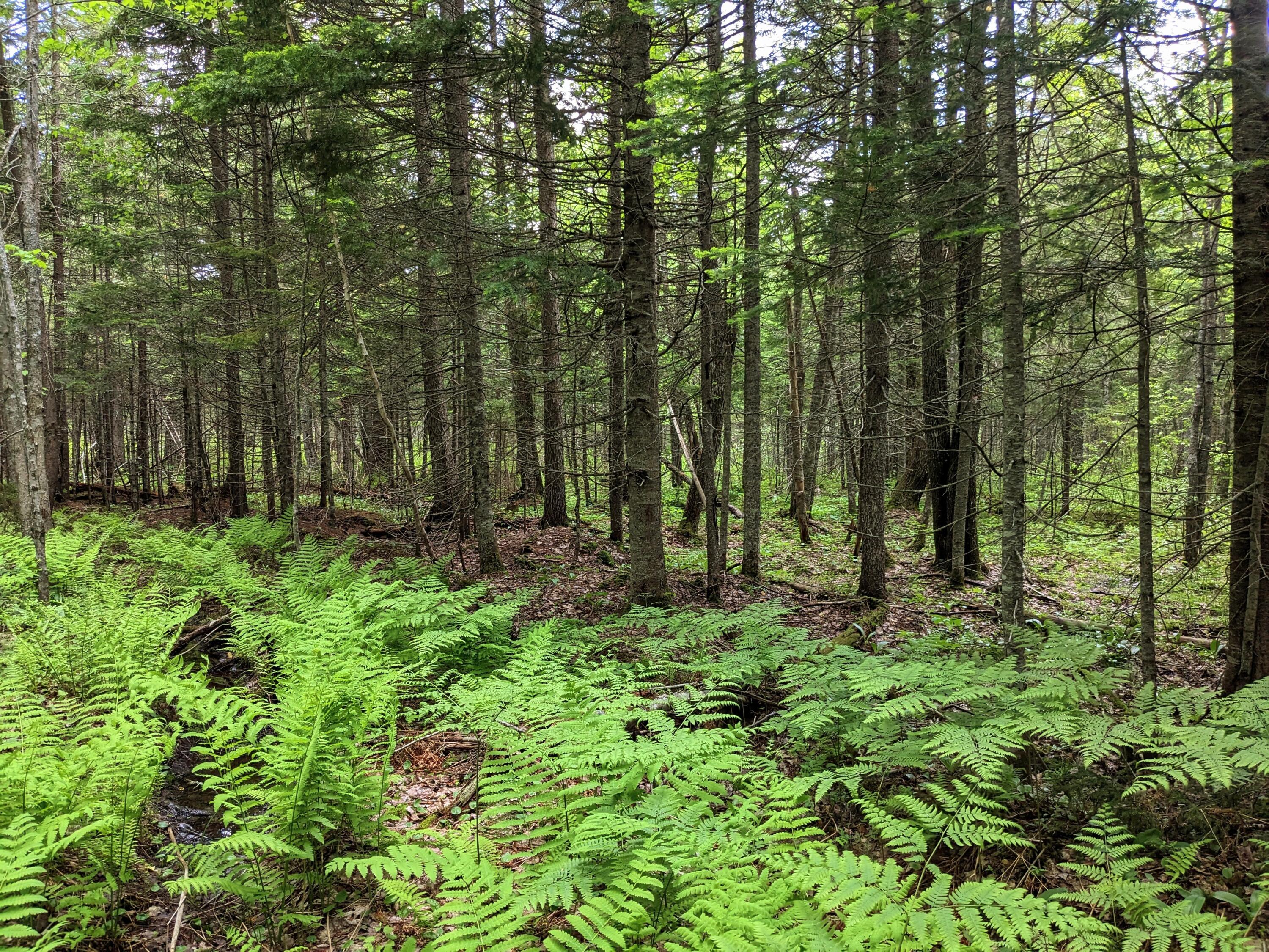 2 Map Road Stratton, ME 04982 - Photo 20 of 29 PXL_20230611_155047730~3