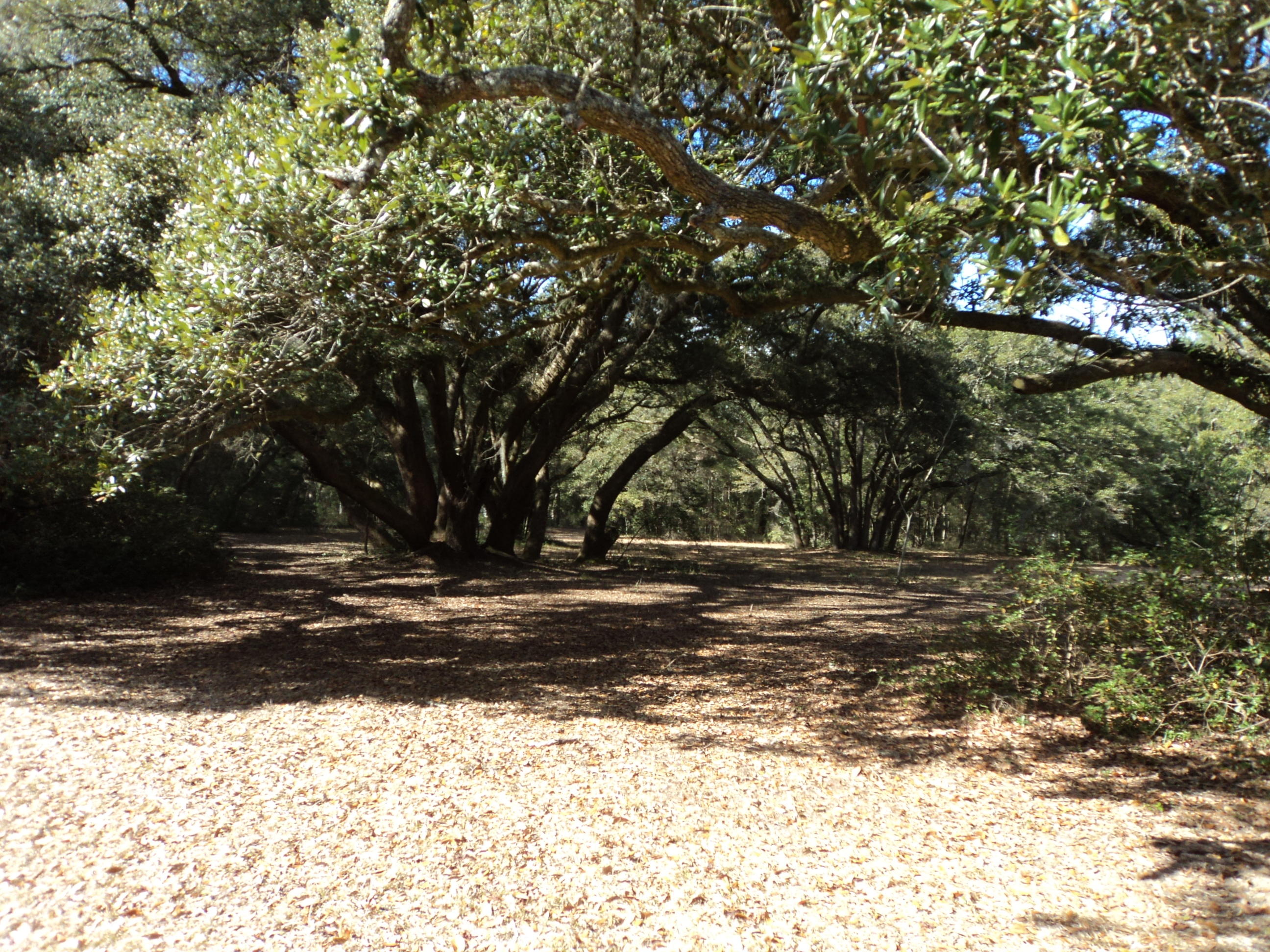 2547 Cherry Point Road Wadmalaw Island, SC 29487 - Photo 3 of 13 013.JPG