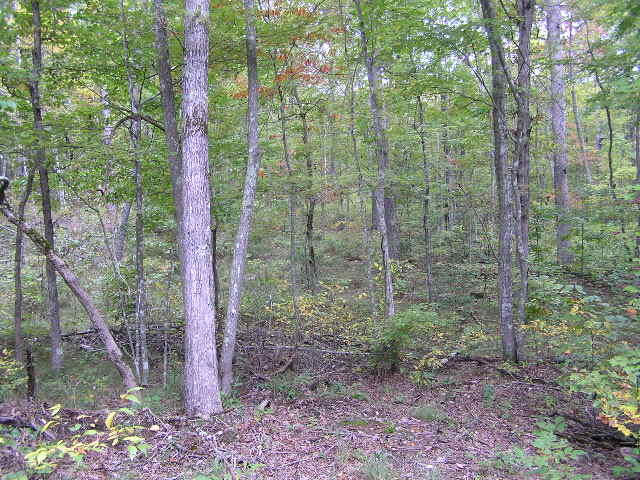 10 Turkey Ridge Road Graysville, TN 37338 - Photo 5 of 9 101012 004