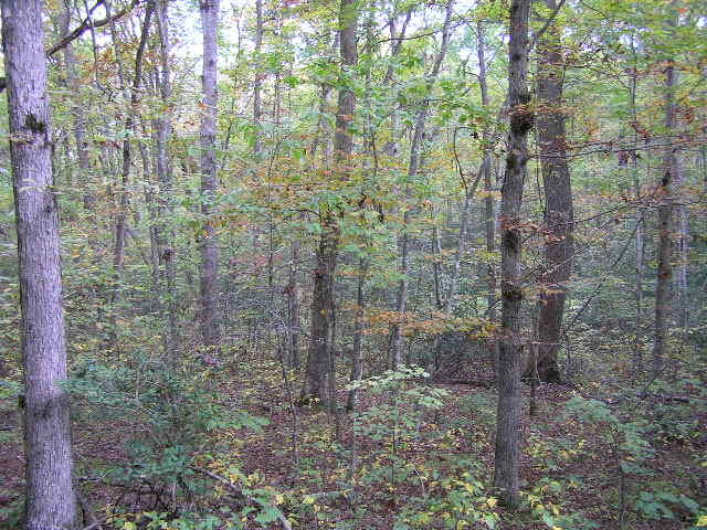 10 Turkey Ridge Road Graysville, TN 37338 - Photo 6 of 9 101012 005