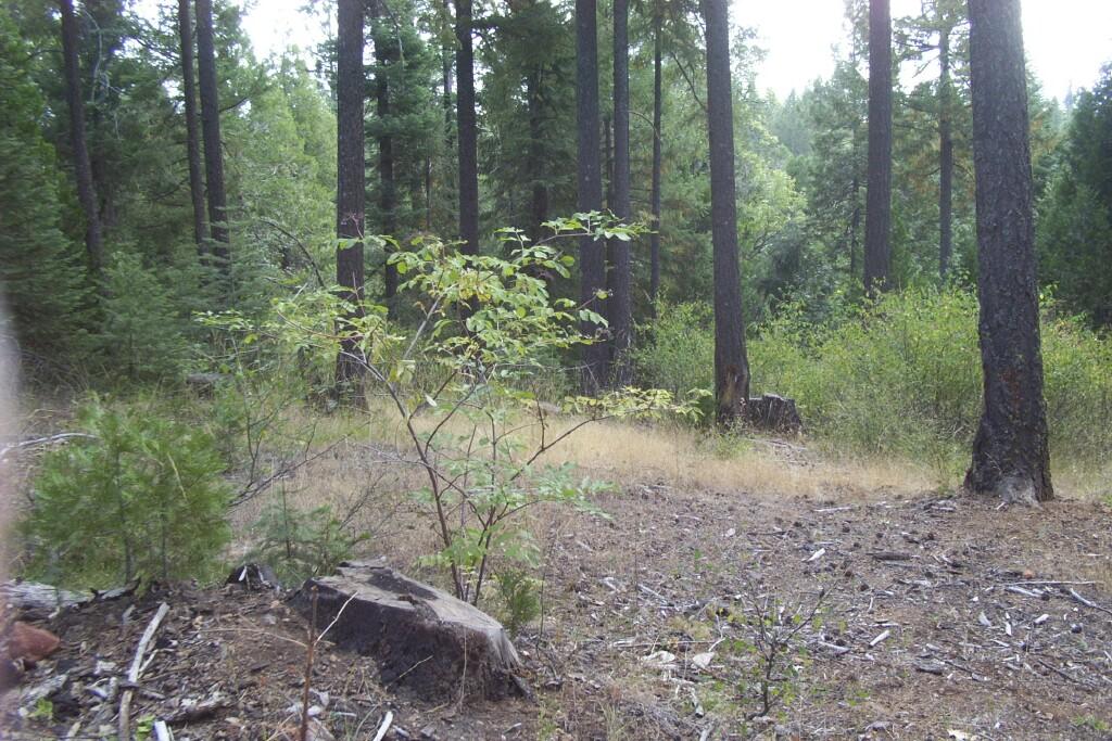 Bailey Creek Road Shingletown, CA 96088 - Photo 1 of 1 Main