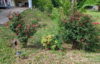 180 Sunset Drive Rutherfordton, NC 28139 - Photo 42 of 44 a view of a garden with plants
