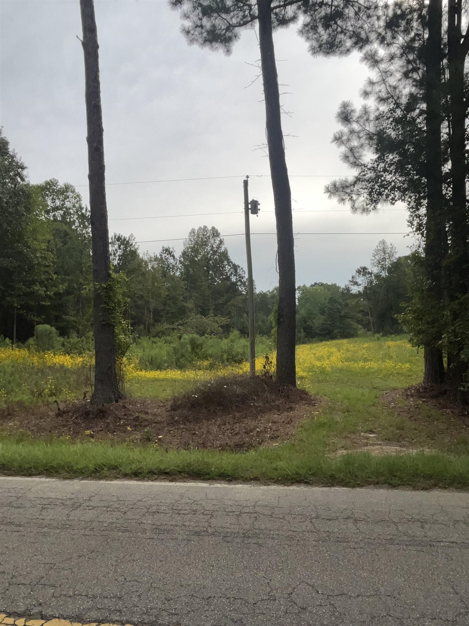 780 Richardson Road Zebulon, NC 27597 - Photo 2 of 6 a view of a garden with a tree in the background