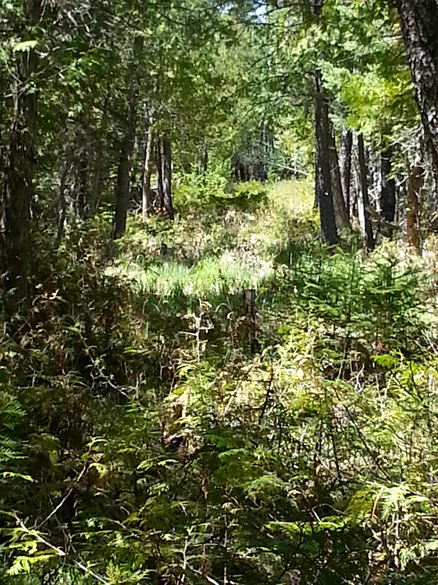 Irwin Road Alpena, MI 49707 - Photo 18 of 21 Gallery Image 18
