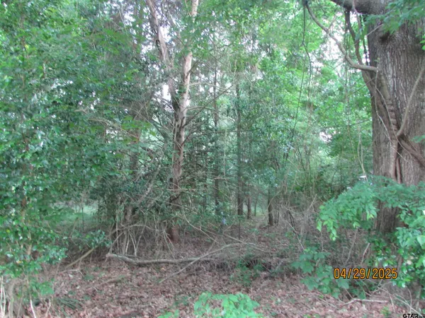 a view of a forest that has large trees