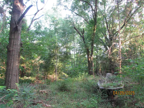 a view of a lush green forest
