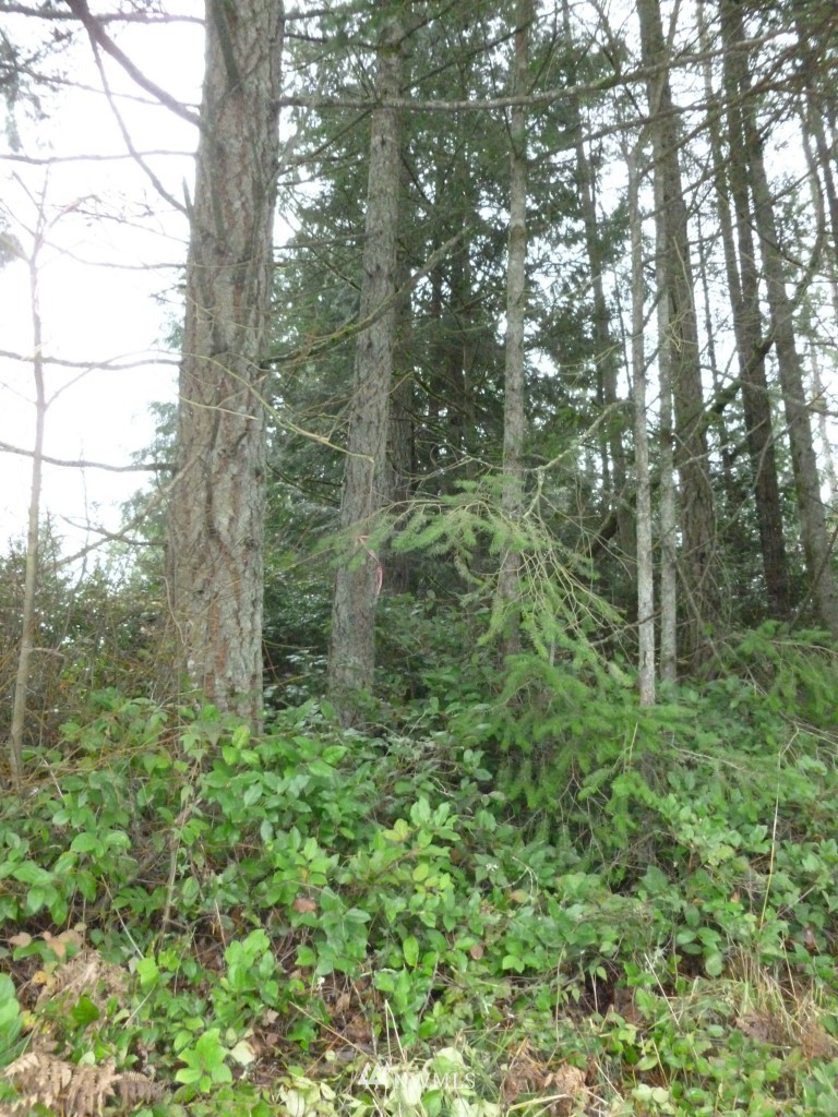 0 Sidney Road Southwest Port Orchard, WA 98367 - Photo 6 of 7 Gallery Image 6