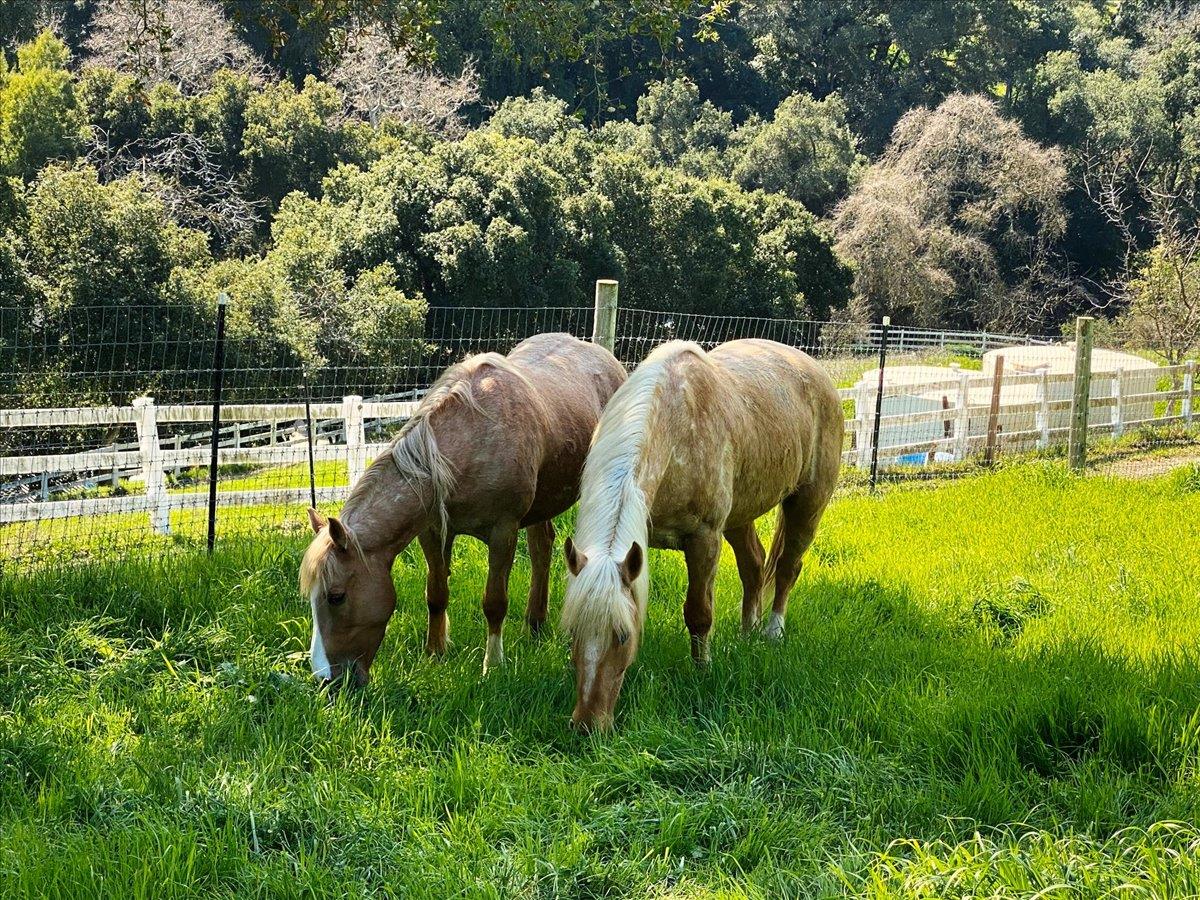 14411 Shannon Road Los Gatos, CA 95032 - Photo 96 of 109