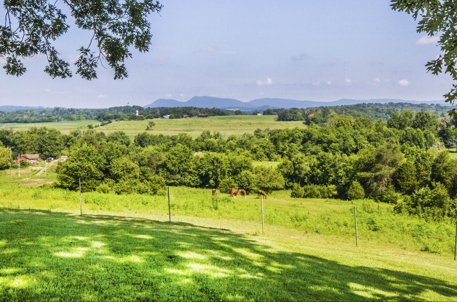 705 Beard Road Strawberry Plains, TN 37871 - Photo 10 of 40 IMG_0015