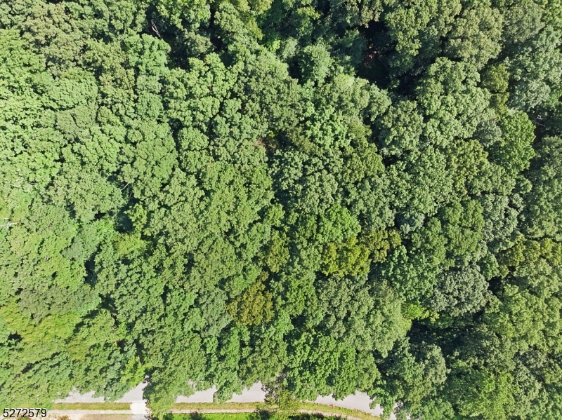 7 Settlers Ridge Court Port Murray, NJ 07865 - Photo 21 of 21 a view of a lush green forest