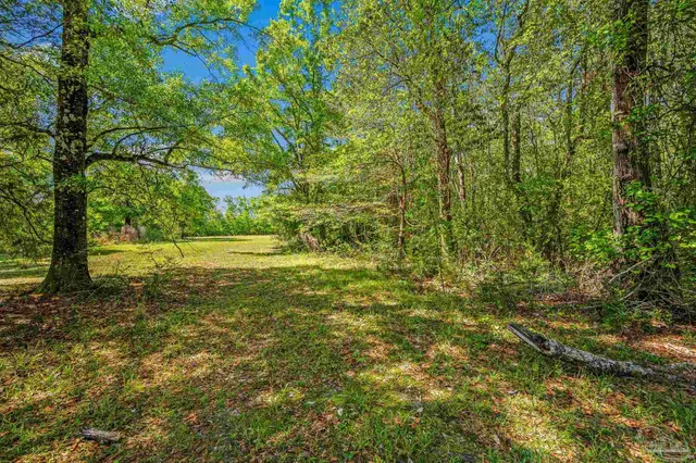 a view of a yard with a tree
