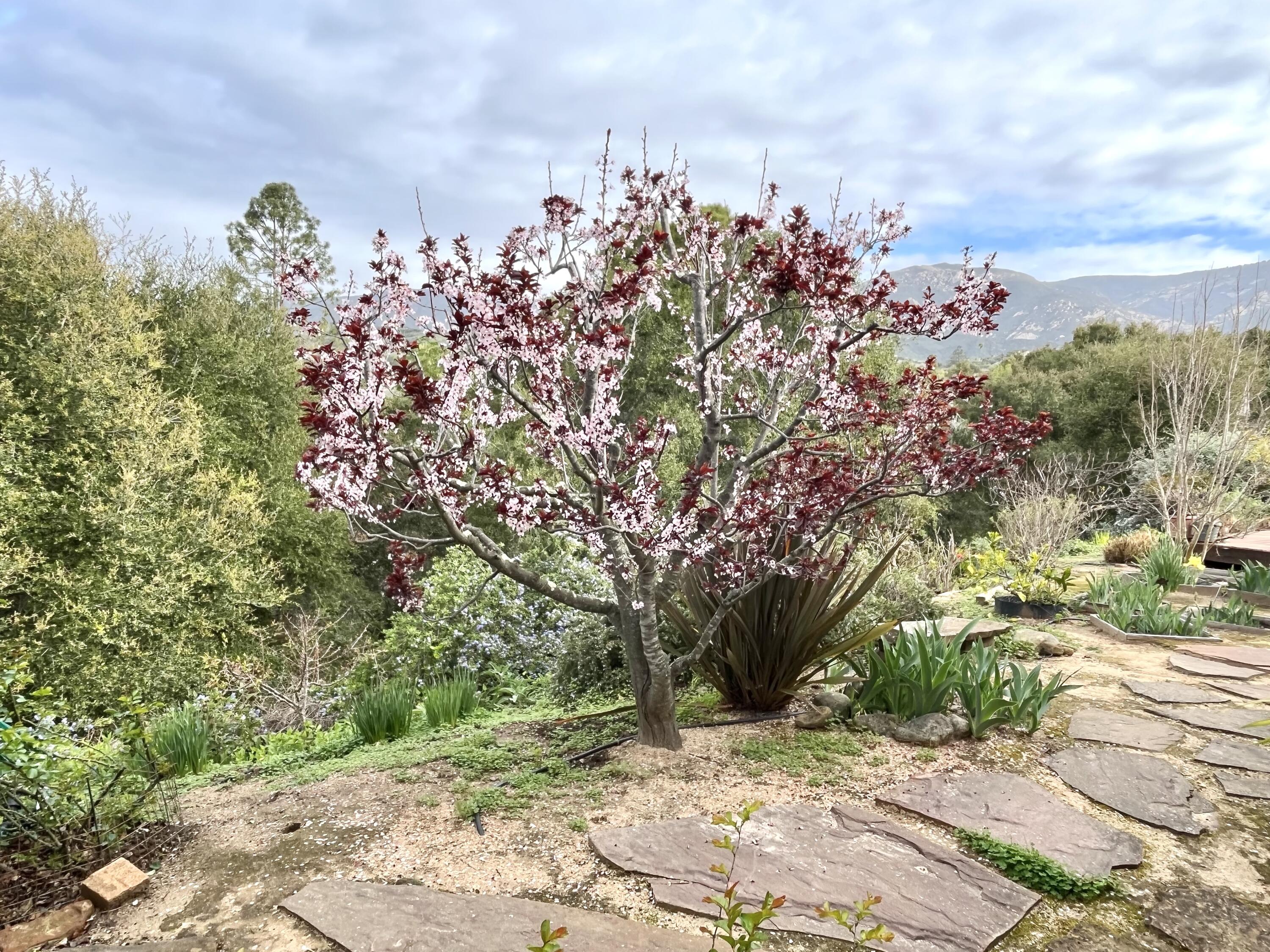 1005 Winther Way Santa Barbara, CA 93110 - Photo 29 of 33 a picture of flowers