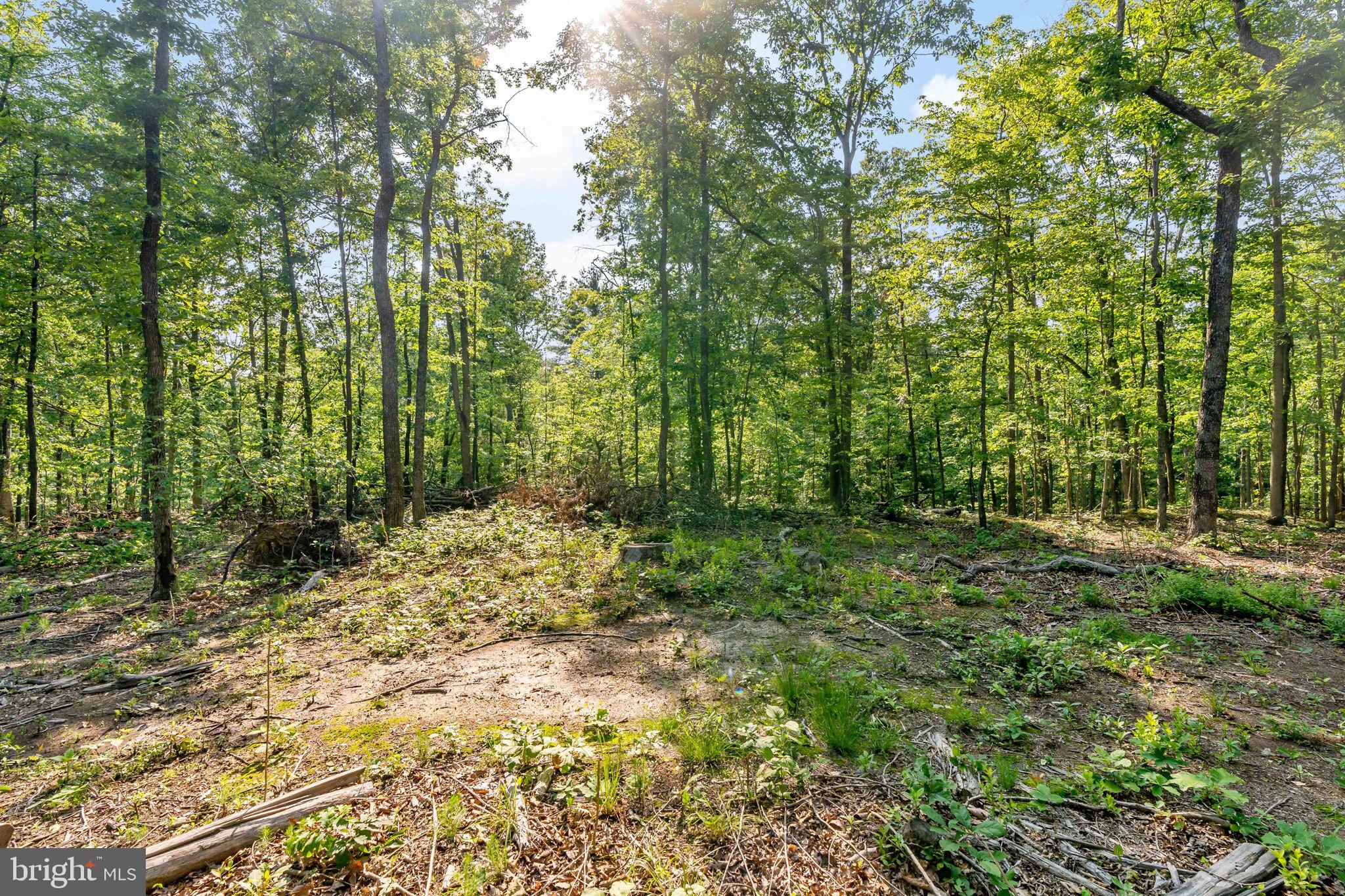 Lot A Lot A Saw Mill Road Hedgesville, WV 25427 - Photo 11 of 29 a big yard with lots of green space and trees