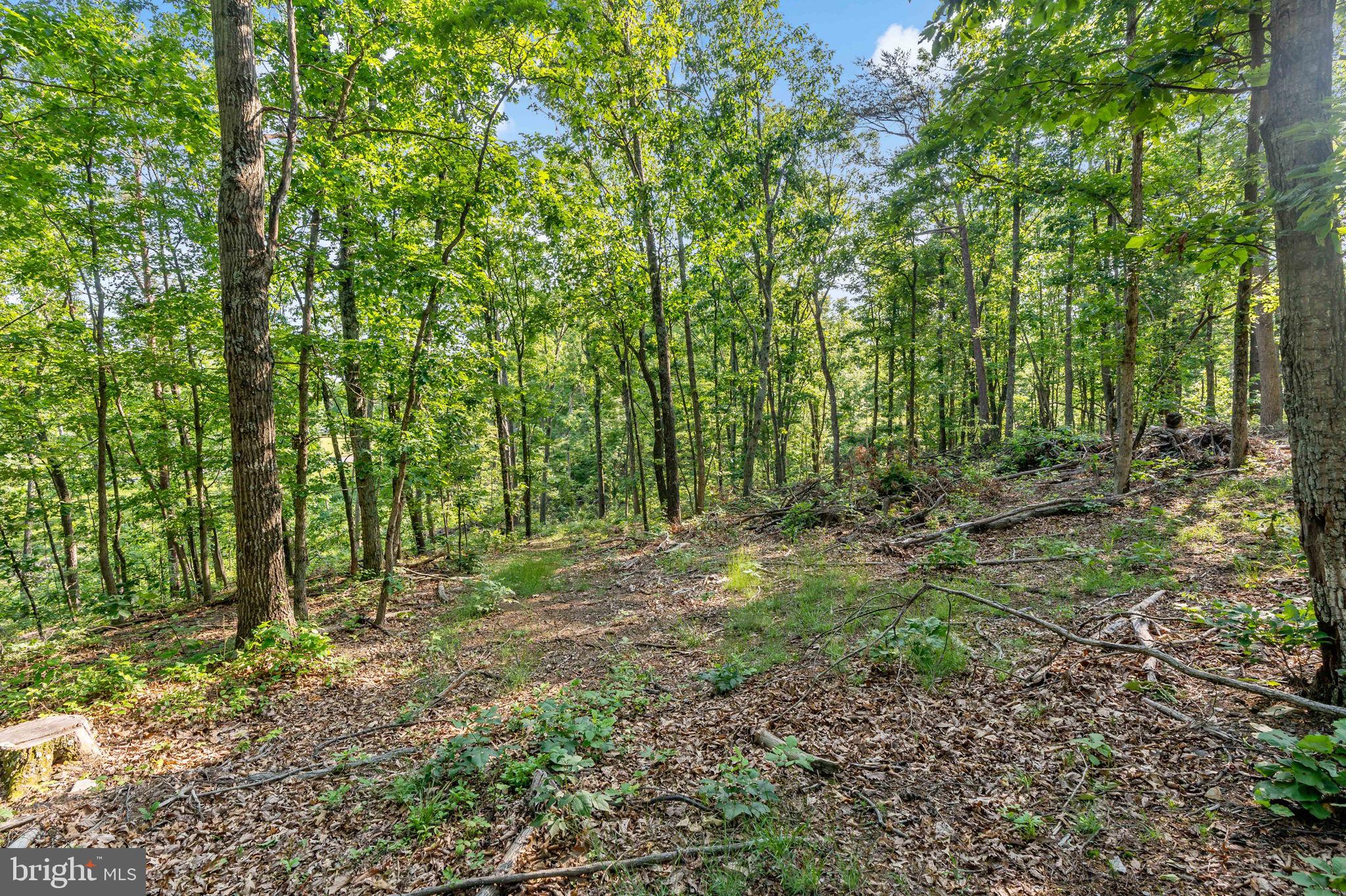 Lot A Lot A Saw Mill Road Hedgesville, WV 25427 - Photo 14 of 29 a view of outdoor space and trees