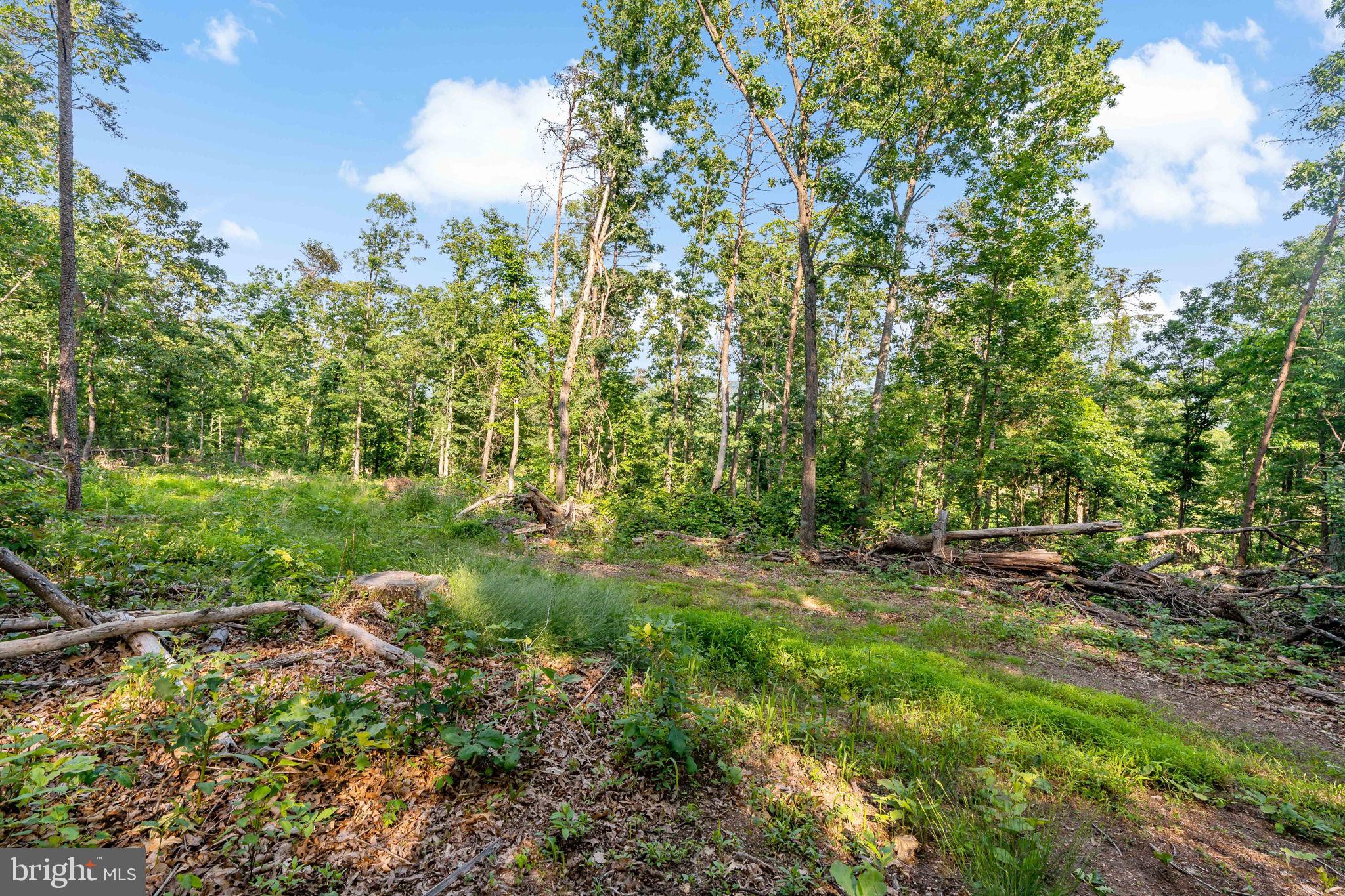 Lot A Lot A Saw Mill Road Hedgesville, WV 25427 - Photo 16 of 29 a view of a garden with a tree