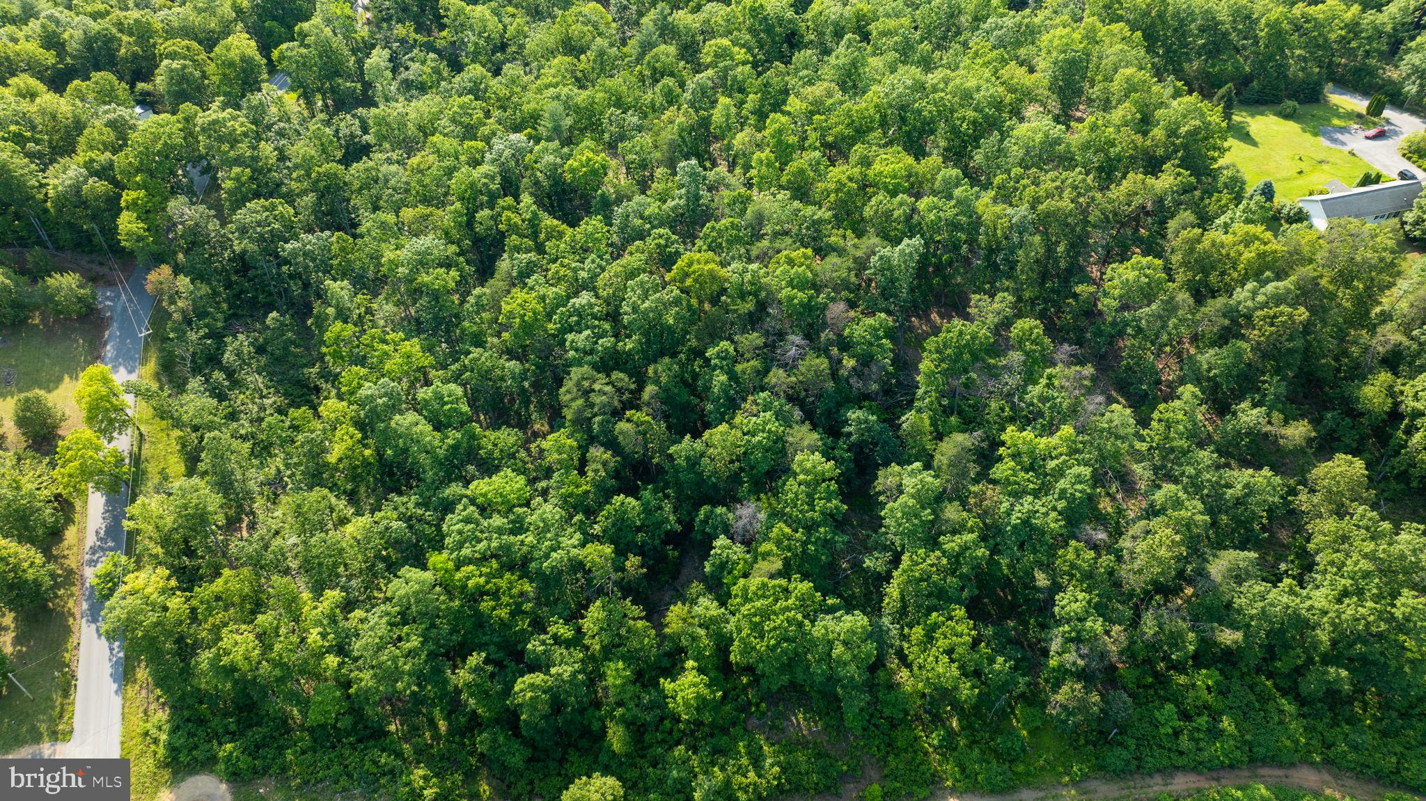 Lot A Lot A Saw Mill Road Hedgesville, WV 25427 - Photo 23 of 29 a view of a lush green forest