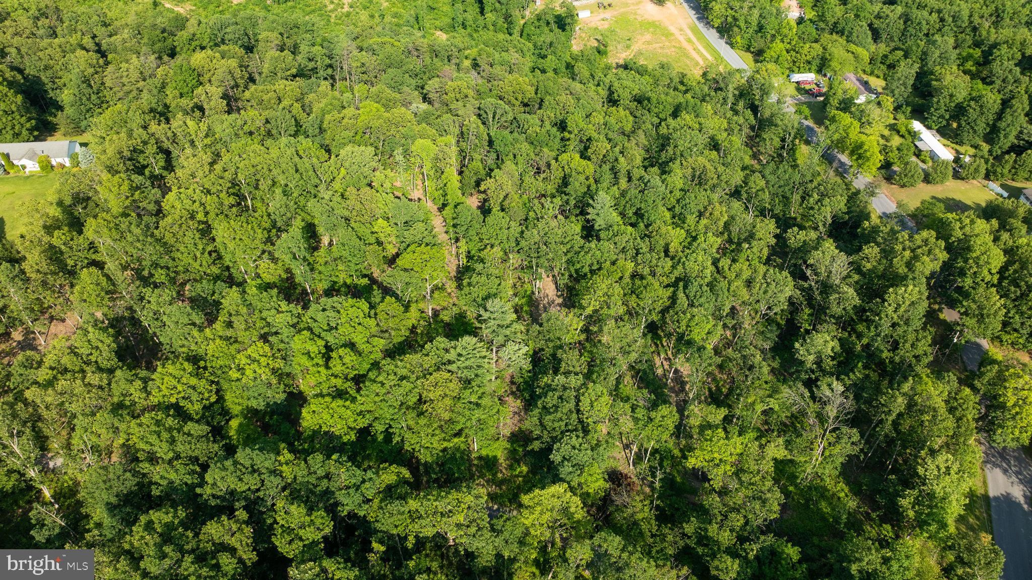 Lot A Lot A Saw Mill Road Hedgesville, WV 25427 - Photo 28 of 29 a view of a lush green forest