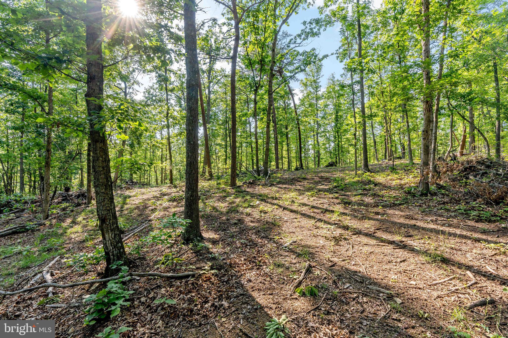 Lot A Lot A Saw Mill Road Hedgesville, WV 25427 - Photo 3 of 29 a big yard with lots of green space and trees