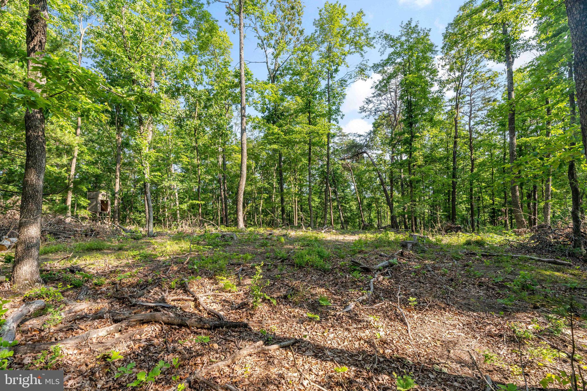 Lot A Lot A Saw Mill Road Hedgesville, WV 25427 - Photo 4 of 29 a view of outdoor space and green space