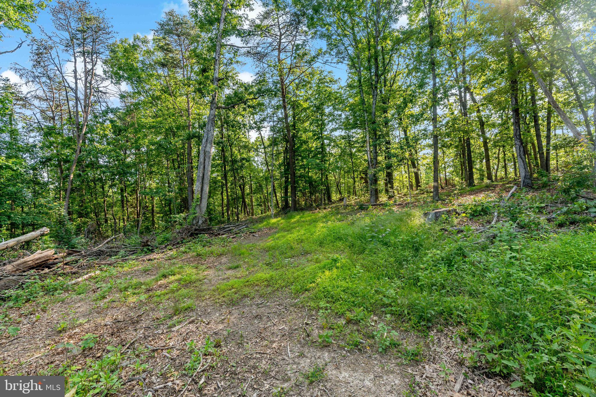 Lot A Lot A Saw Mill Road Hedgesville, WV 25427 - Photo 8 of 29 a big yard with lots of green space and deers