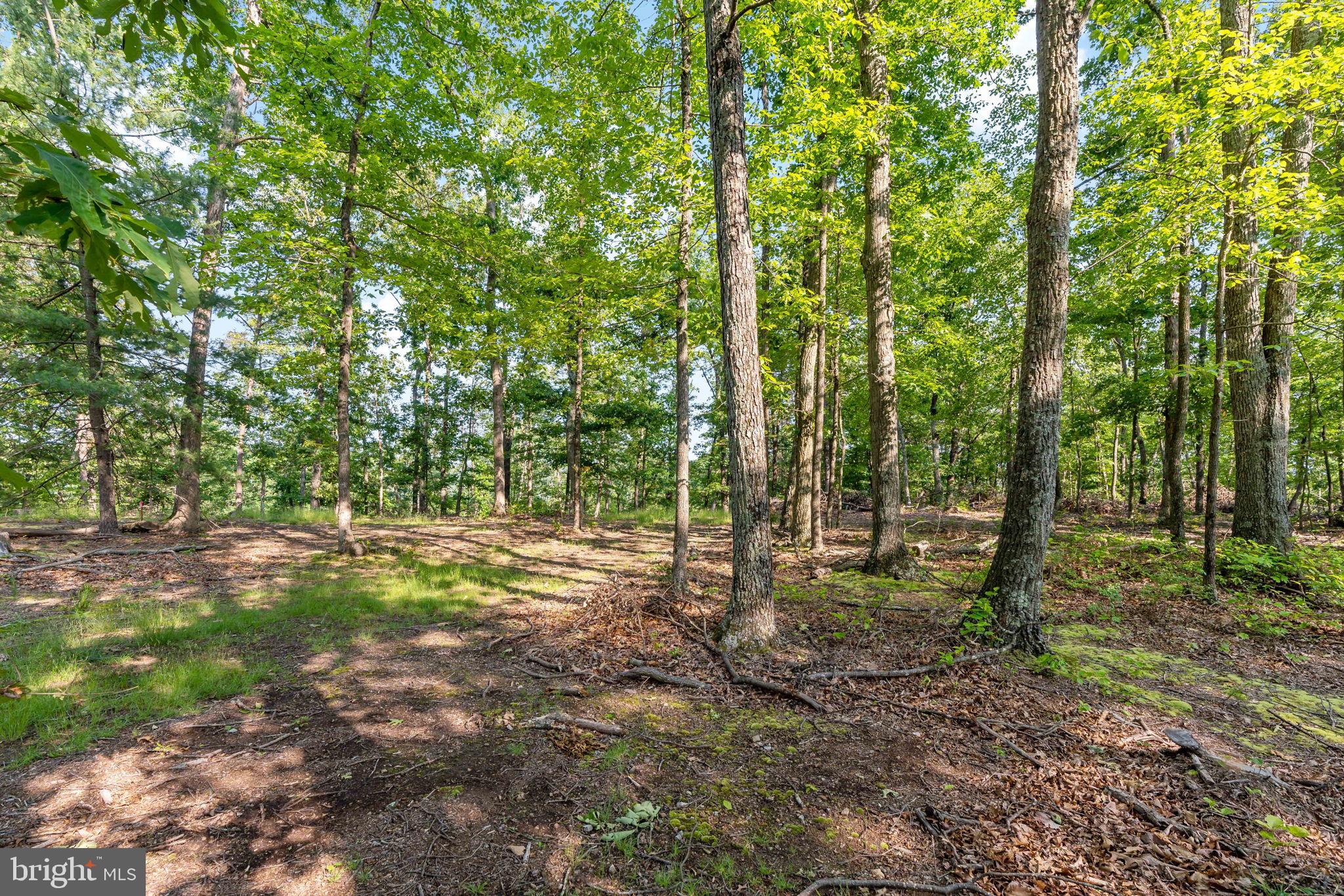 Lot A Lot A Saw Mill Road Hedgesville, WV 25427 - Photo 9 of 29 a view of a forest with trees in the background