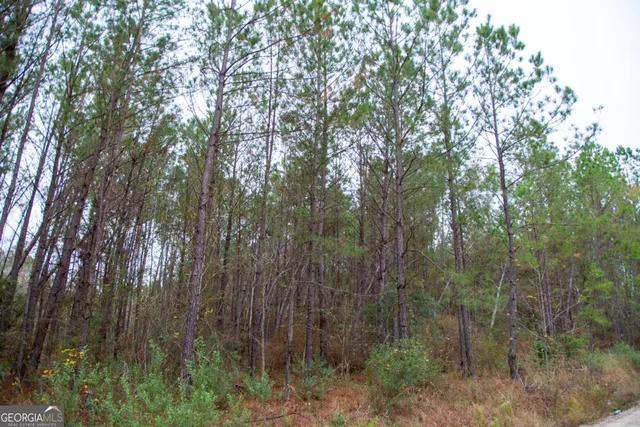 a view of a forest with a tree